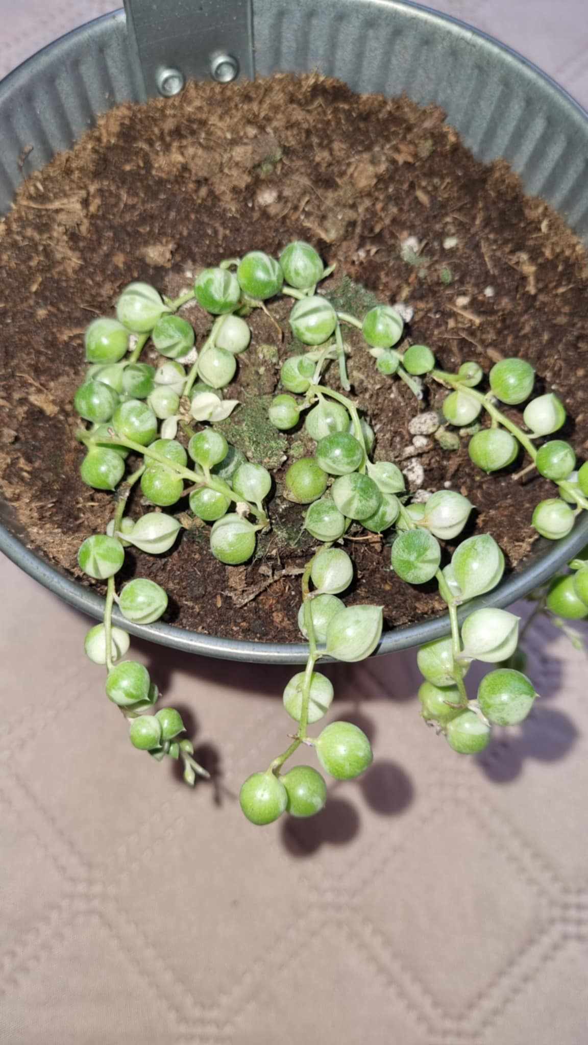 Variegated String of Pearls